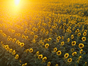 Sunflower field.